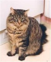FRANCISKUS KAHN GARDARIKES (CHAMPION INTERNATIONAL CACIB)