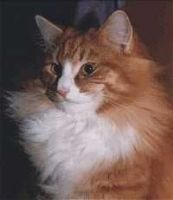 BERNHARD