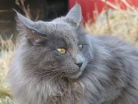 ULVEN JUST CATNAPS (CHAMPION CAC)