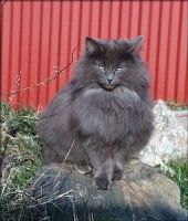 SIGNE /FEL JUB/
